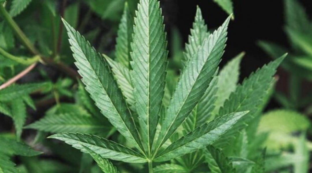 Hemp-688x344