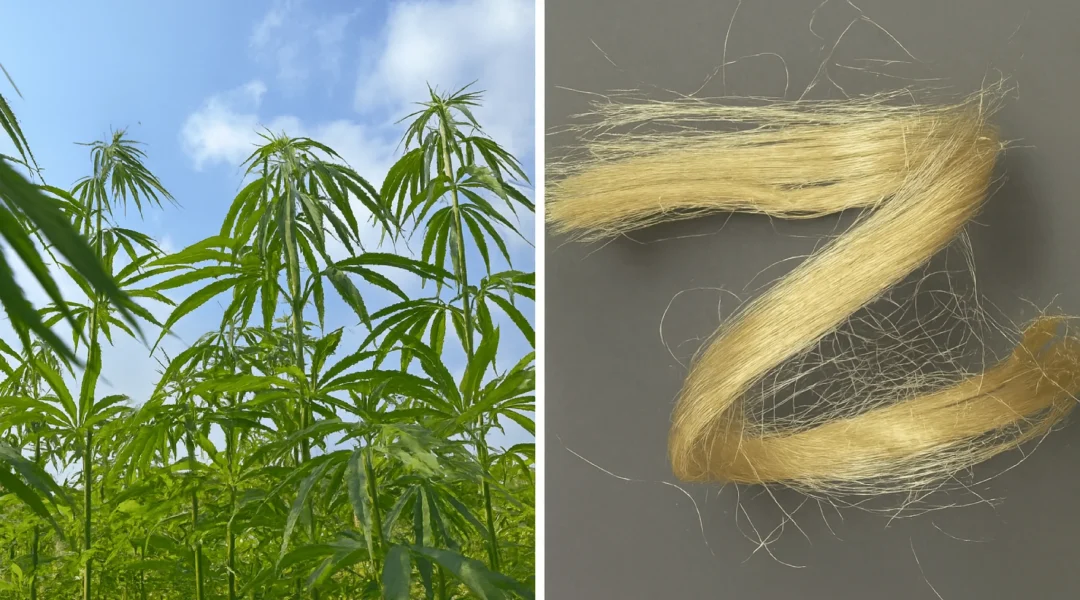 Hemp Plant and Zylotex Fibre-1